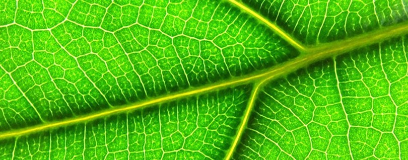 Fotosinteza inversa este un biocombustibil ultra-eficient care 